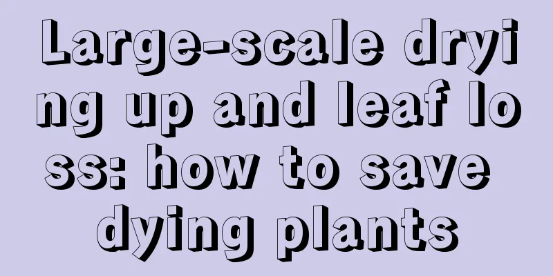 Large-scale drying up and leaf loss: how to save dying plants