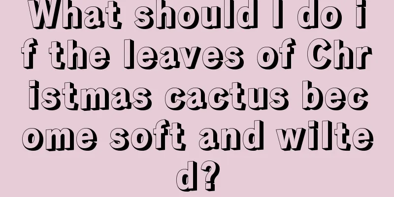 What should I do if the leaves of Christmas cactus become soft and wilted?