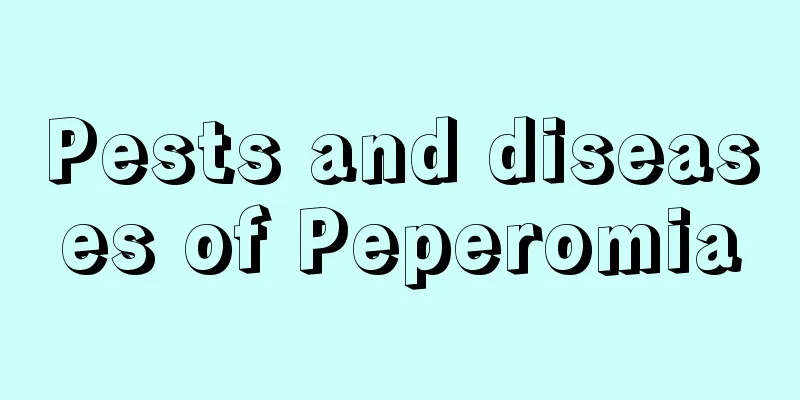 Pests and diseases of Peperomia