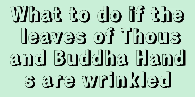 What to do if the leaves of Thousand Buddha Hands are wrinkled