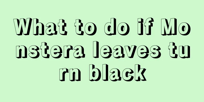 What to do if Monstera leaves turn black