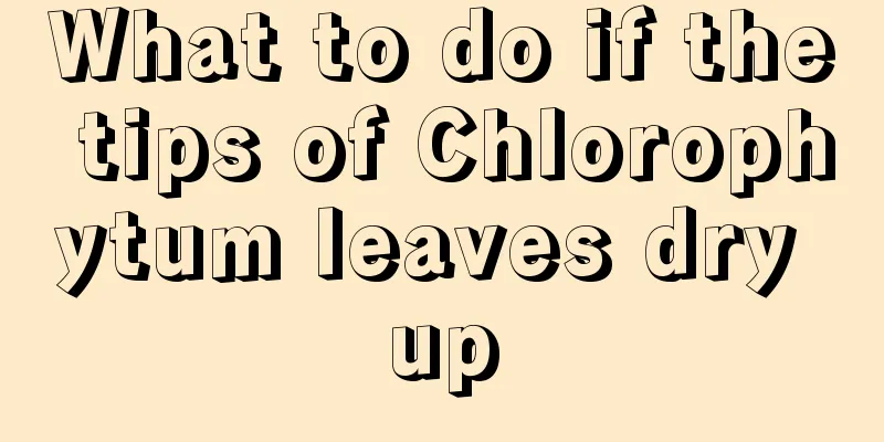 What to do if the tips of Chlorophytum leaves dry up