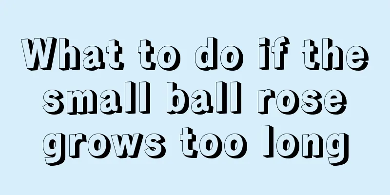 What to do if the small ball rose grows too long