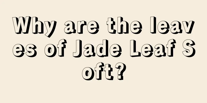 Why are the leaves of Jade Leaf Soft?