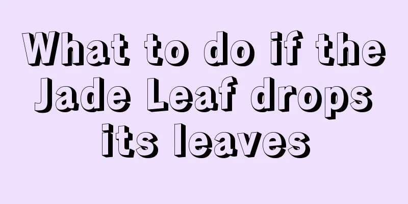 What to do if the Jade Leaf drops its leaves