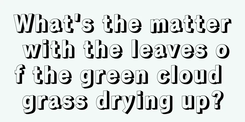 What's the matter with the leaves of the green cloud grass drying up?