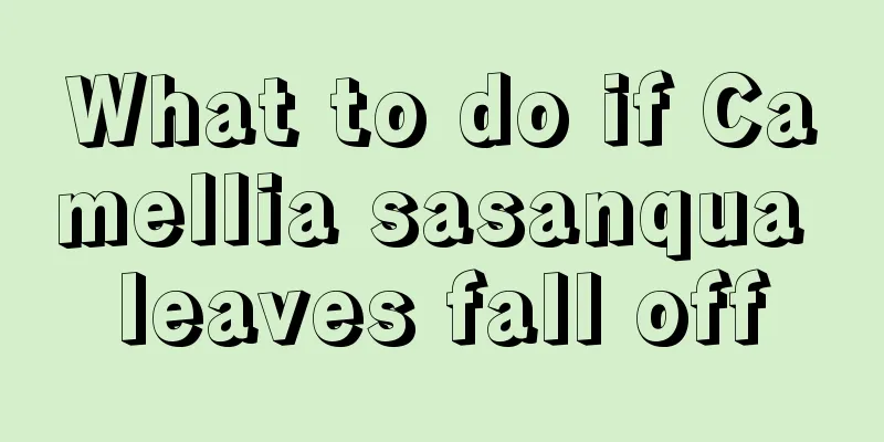 What to do if Camellia sasanqua leaves fall off