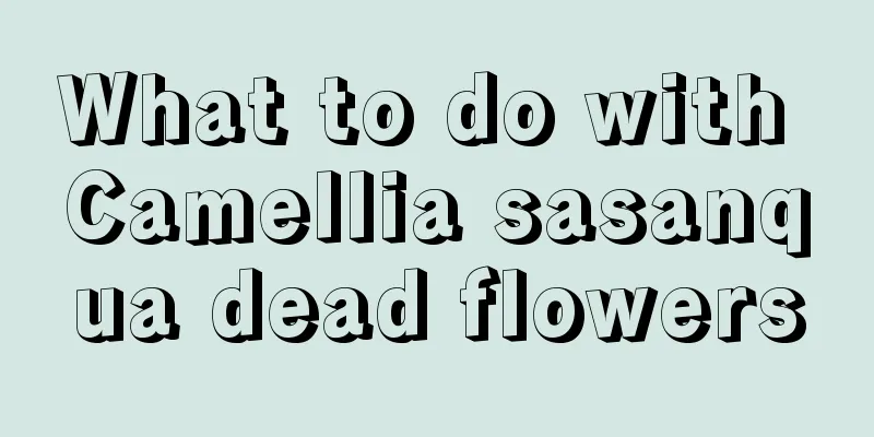 What to do with Camellia sasanqua dead flowers