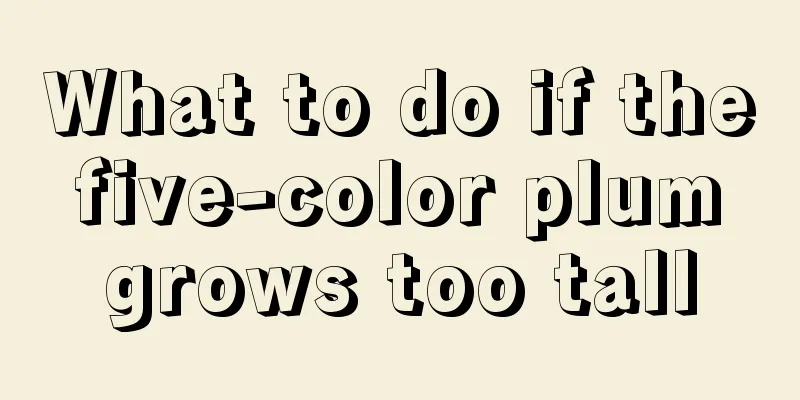 What to do if the five-color plum grows too tall