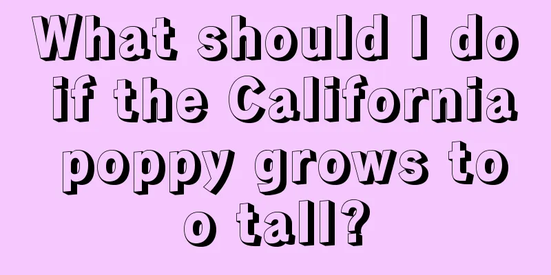 What should I do if the California poppy grows too tall?