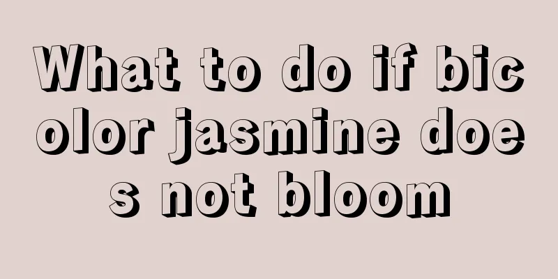 What to do if bicolor jasmine does not bloom