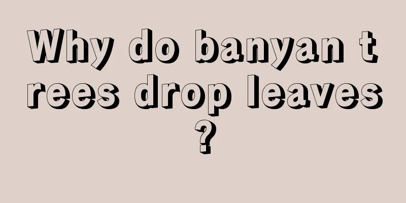 Why do banyan trees drop leaves?