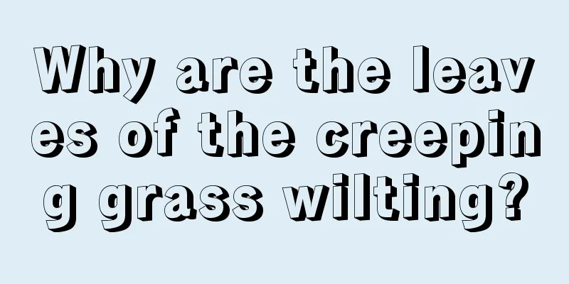 Why are the leaves of the creeping grass wilting?