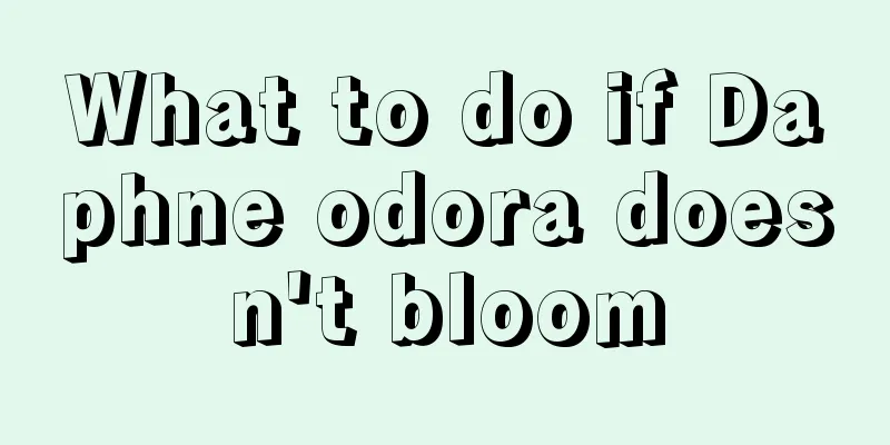 What to do if Daphne odora doesn't bloom