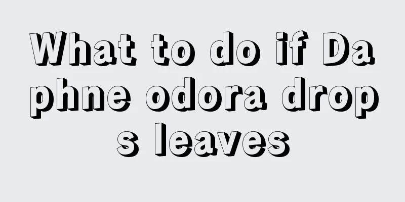 What to do if Daphne odora drops leaves