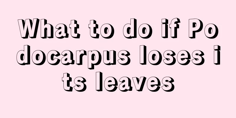 What to do if Podocarpus loses its leaves