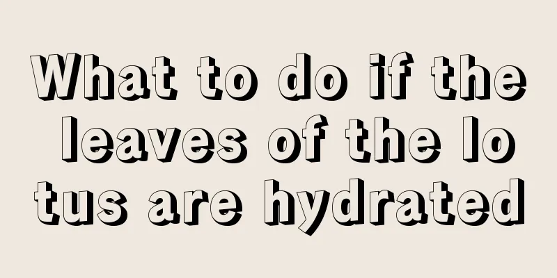 What to do if the leaves of the lotus are hydrated