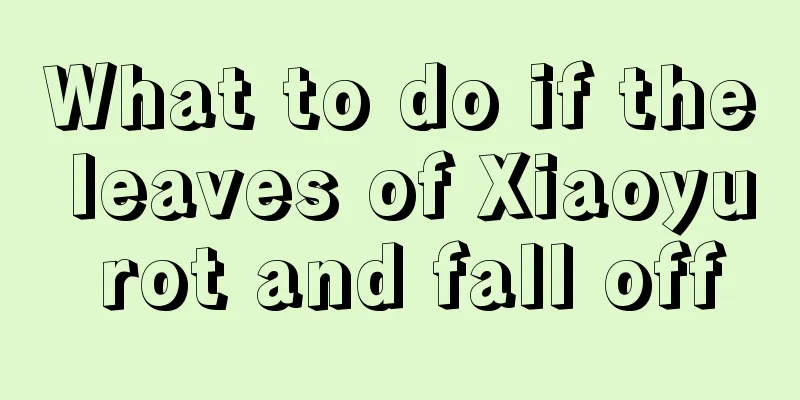 What to do if the leaves of Xiaoyu rot and fall off