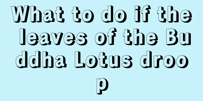 What to do if the leaves of the Buddha Lotus droop