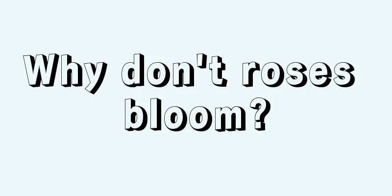 Why don't roses bloom?