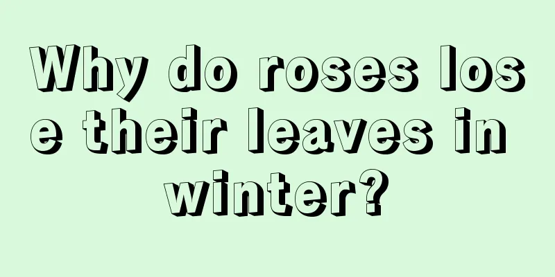 Why do roses lose their leaves in winter?