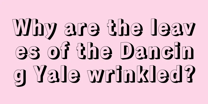 Why are the leaves of the Dancing Yale wrinkled?