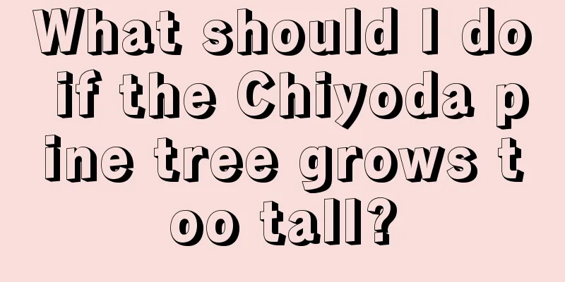 What should I do if the Chiyoda pine tree grows too tall?