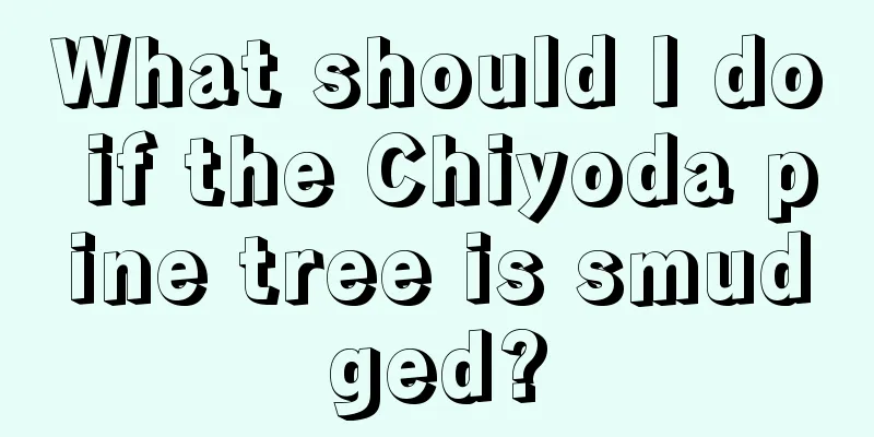 What should I do if the Chiyoda pine tree is smudged?