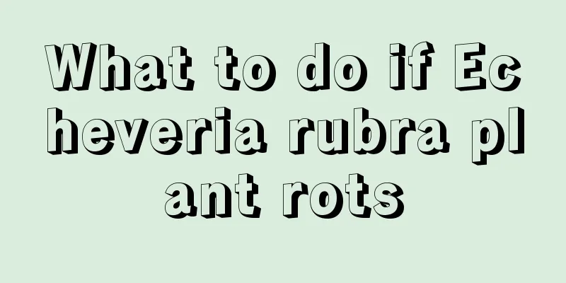 What to do if Echeveria rubra plant rots