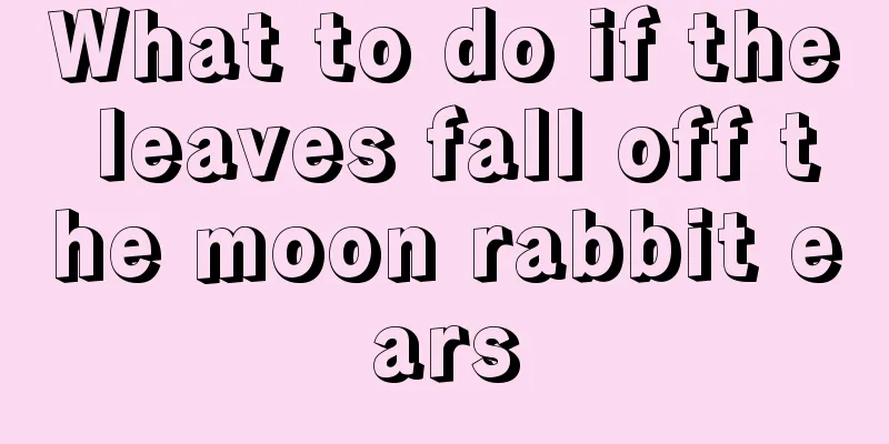 What to do if the leaves fall off the moon rabbit ears