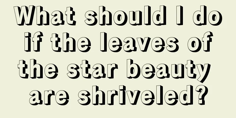 What should I do if the leaves of the star beauty are shriveled?