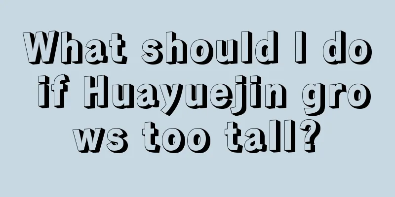 What should I do if Huayuejin grows too tall?