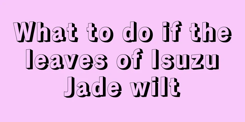 What to do if the leaves of Isuzu Jade wilt