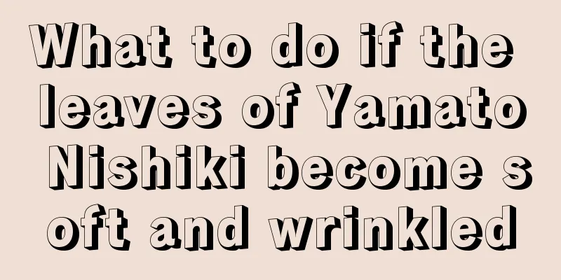 What to do if the leaves of Yamato Nishiki become soft and wrinkled