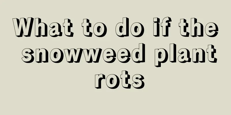 What to do if the snowweed plant rots