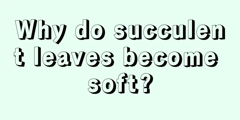 Why do succulent leaves become soft?