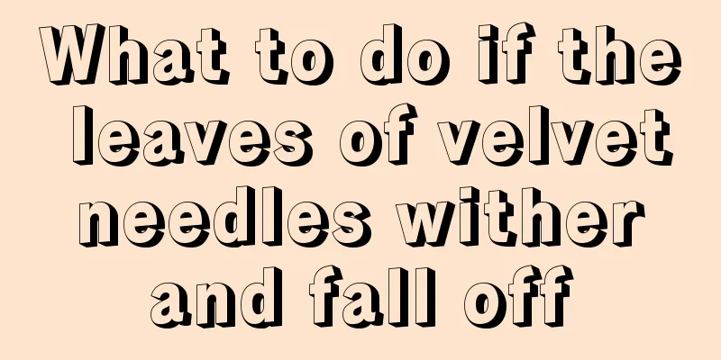 What to do if the leaves of velvet needles wither and fall off