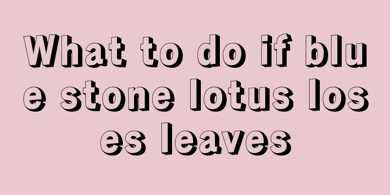 What to do if blue stone lotus loses leaves