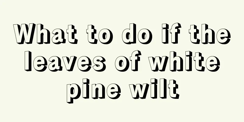 What to do if the leaves of white pine wilt