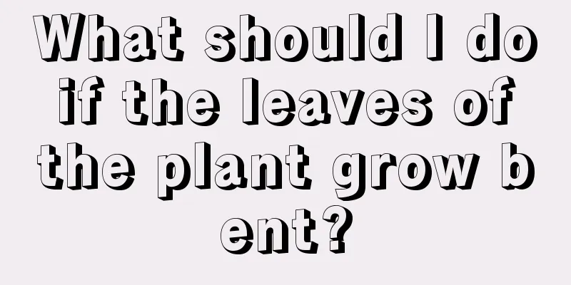 What should I do if the leaves of the plant grow bent?