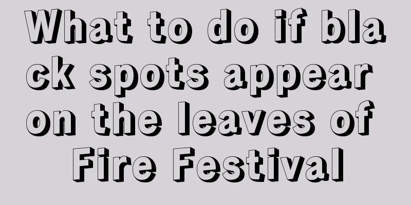 What to do if black spots appear on the leaves of Fire Festival