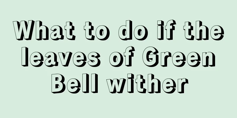 What to do if the leaves of Green Bell wither