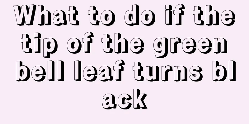 What to do if the tip of the green bell leaf turns black