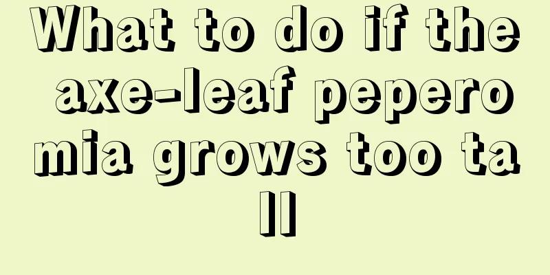 What to do if the axe-leaf peperomia grows too tall