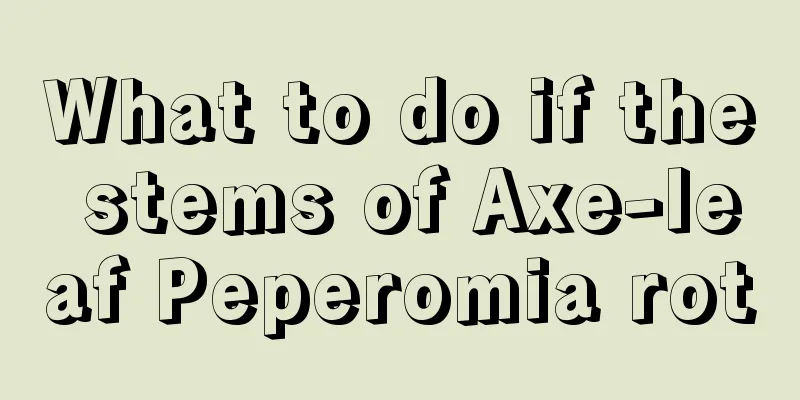 What to do if the stems of Axe-leaf Peperomia rot