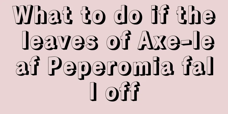 What to do if the leaves of Axe-leaf Peperomia fall off