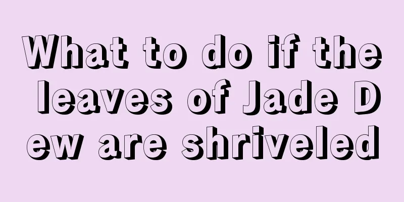 What to do if the leaves of Jade Dew are shriveled