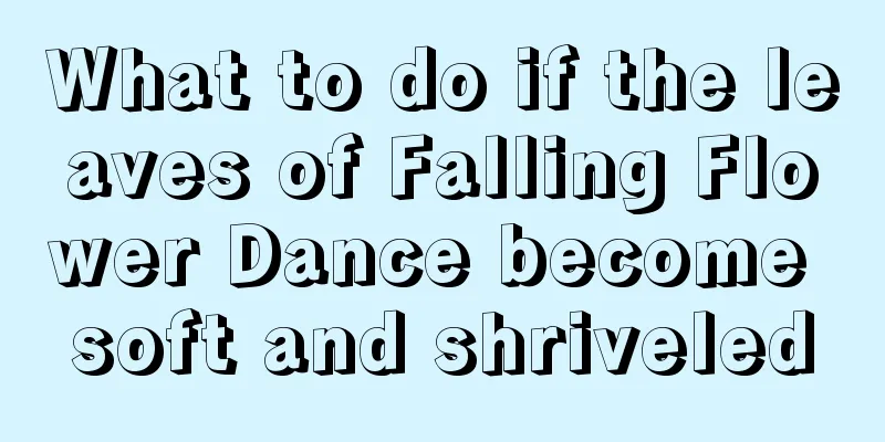 What to do if the leaves of Falling Flower Dance become soft and shriveled