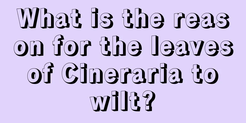 What is the reason for the leaves of Cineraria to wilt?