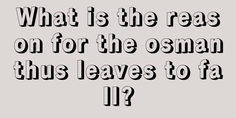 What is the reason for the osmanthus leaves to fall?